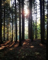 Udienza conoscitiva sul  “Piano faunistico-venatorio regionale dell’Emilia-Romagna 2018-2023” 