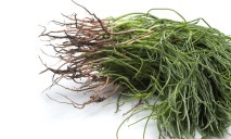 Agretti
