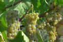 Il boom delle esportazioni di vino traina il made in Italy agroalimentare