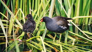 il nido di un volatile