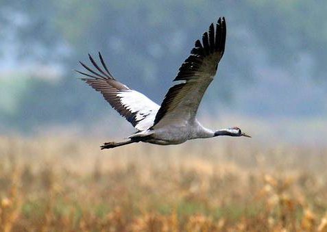 Iniziativa europea per la protezione della biodiversità 