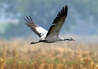 Iniziativa europea per la protezione della biodiversità 