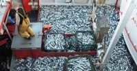 Previsioni di pesca 2016: pesca sempre più sostenibile nell'Atlantico e nel Mare del Nord, grave sovrasfruttamento nel Mediterraneo