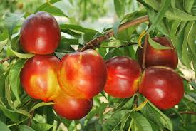 La Commisisone europea in aiuto dei produttori di pesche e nettarine