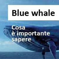 blue whale