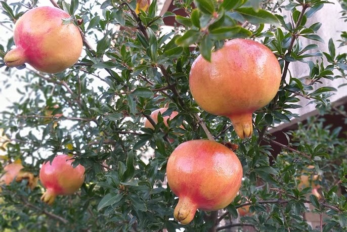 Nuova politica agricola comune:  Parlamento europeo e Consiglio raggiungono l'accordo sulle proposte di riforma della PAC